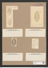 Navicula bullata Norman. (de-Toni-Nr.: Genus 1, Species 341) Zeichnungen Sammlung Grunow Nr. 786 (NHMW-BOT-W0367197)